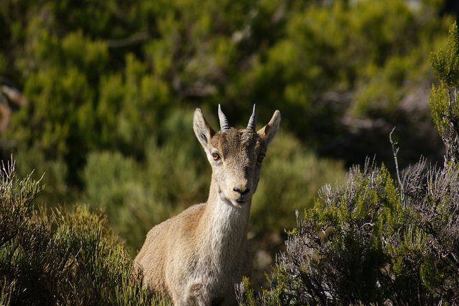 El Saltillo Gorge and White Village Hiking Tour From Malaga - Inclusions and Transportation