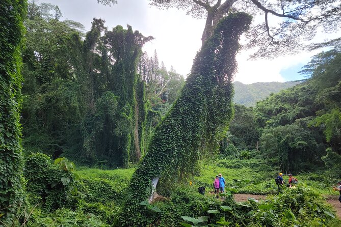 Electric Bike Ride & Manoa Falls Hike Tour - Health and Safety Information