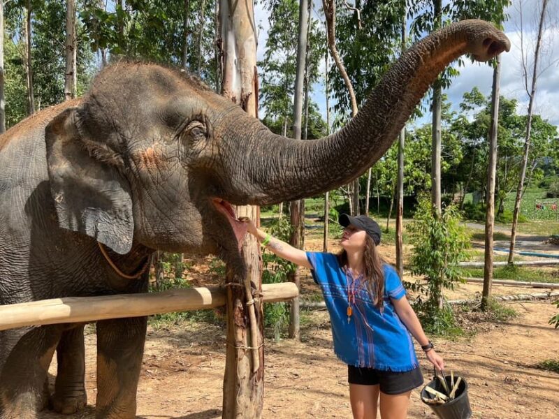 Elephant Experience With Transfers and Thai Food Buffet - Elephant Interaction
