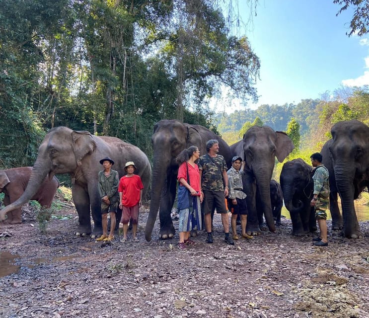 Elephant Home Sanctuary in Muang Thong Sayaboury Laos - Unique Accommodation Options