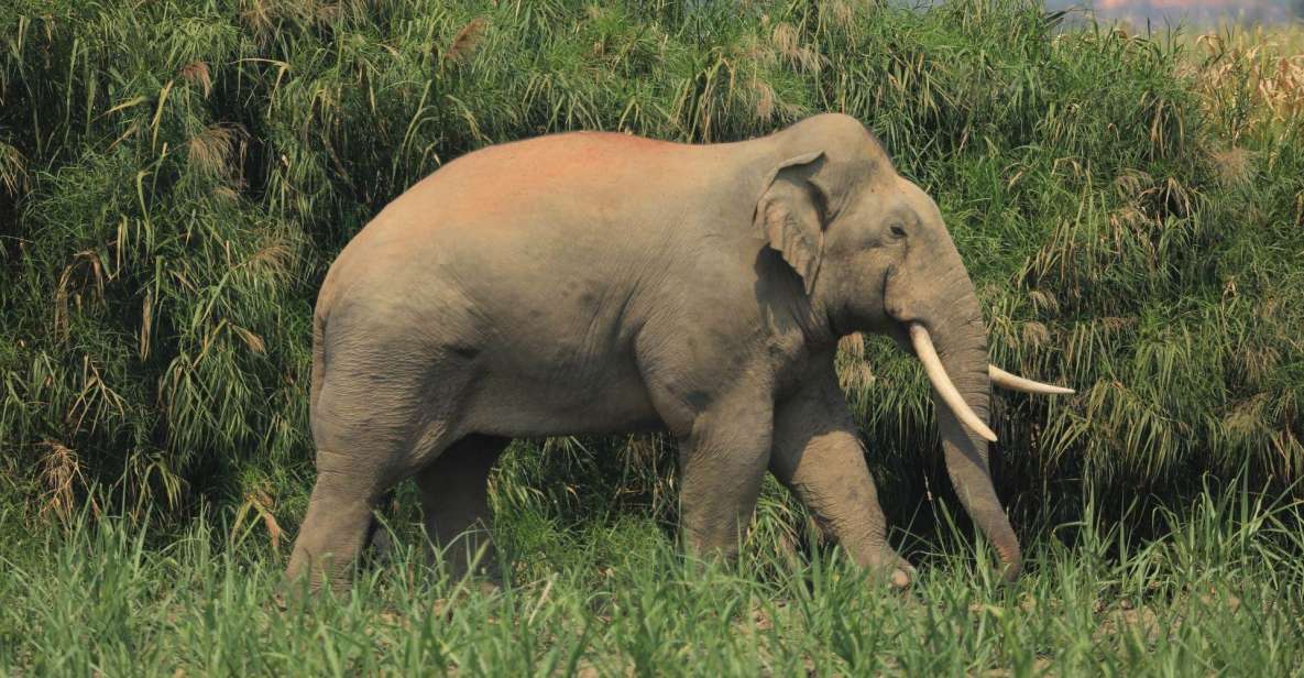 Elephant Keeper Experience Option Waterfall Day Tour - Highlights and Experiences