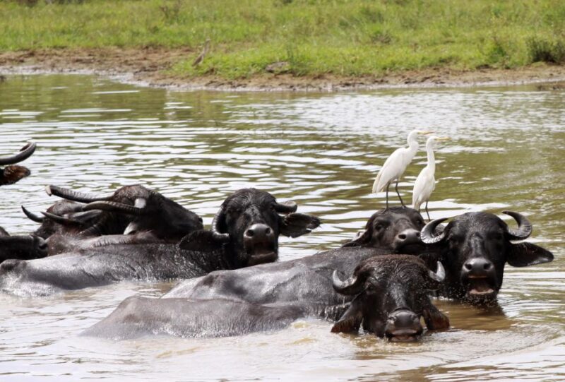 Ella: Safari Day Trip to Yala & Udawalawe W/ Picnic Lunch - Safari Itinerary