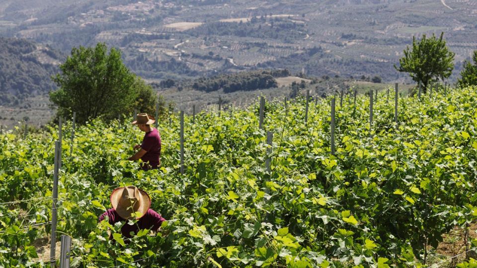 Enjoy a Unique All Day Wine Tasting Tour in Nemea - Wine Tasting Experience Highlights