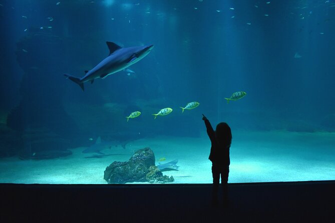 Entrance Ticket Nausicaa, the Biggest Aquarium in Europe - Visitor Experience and Accessibility