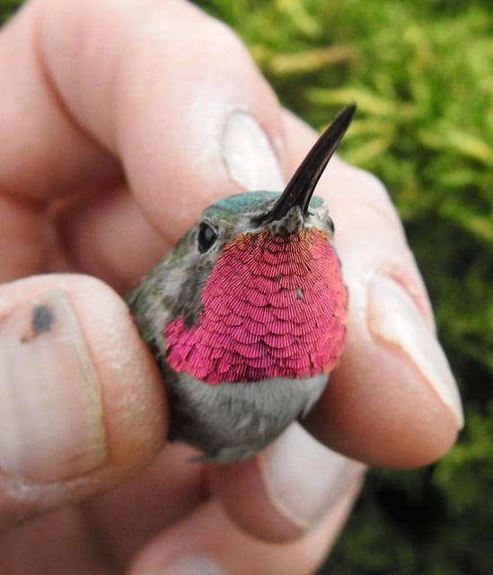 Estes Park: Birds of Colorado Speaker Series - Presentation Details