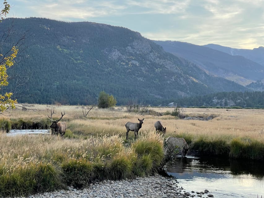 Estes Park: Guided Sunset Elk Mating Ritual Tour - Location and Duration