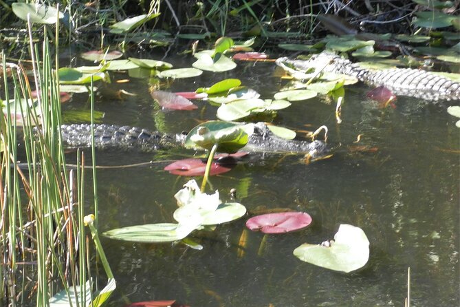 Everglades Airboat Tour From Fort Lauderdale With Transportation - Wildlife Viewing Opportunities