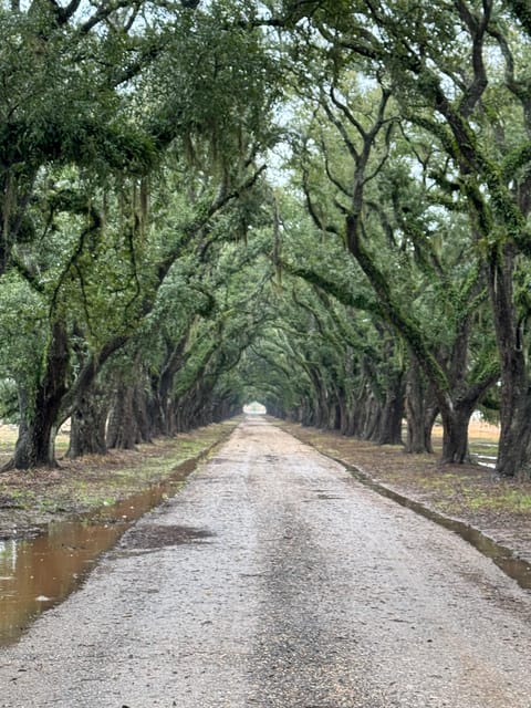 Evergreen Plantation Full Access Private Tour - Experience Highlights