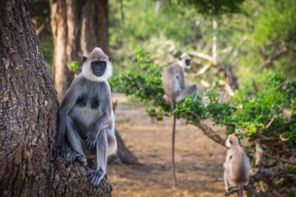 Exploration, Safari, & Guided Scooter Tour in Arugambay - Inclusions