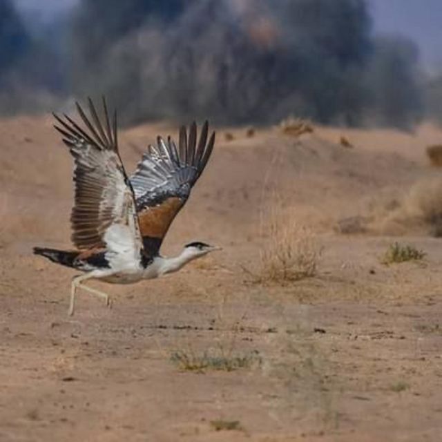 Explore The Desert National Park With Experience Guide - Pricing and Duration Details