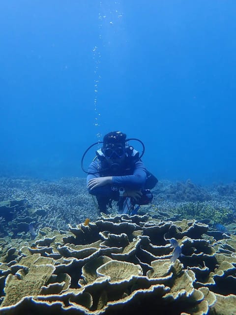 Explore the Mangroves and Coral Reefs of Malaysia - Marine Life Encounters