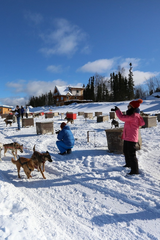 Fairbanks: 1-Hour Alaskan Winter Dog Sledding Adventure - Logistics and Requirements