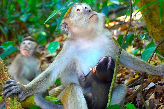 FAMILY JUNGLE TOUR: Orangutan Trek (4-Hours Hike) by Ecotravel Bukit Lawang - Preparation and Requirements