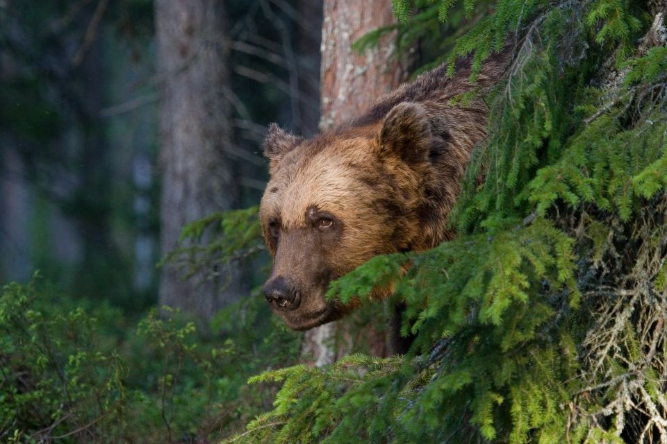 Finland: Bear Watching, Night Trip - Booking Information