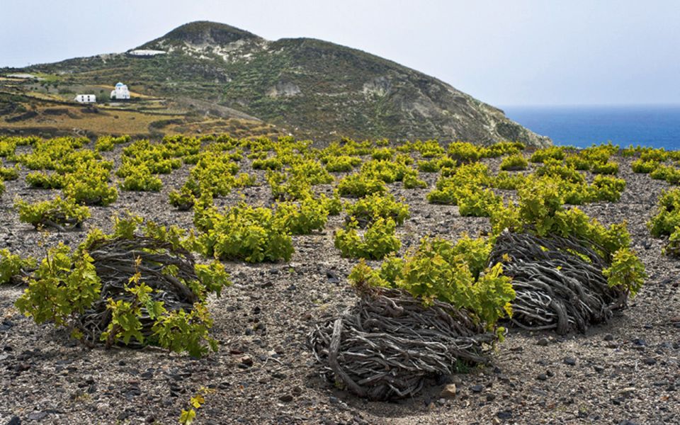 Fira: Private Guided Wine Tour of Santorini With Transfers - Wine Tasting Details