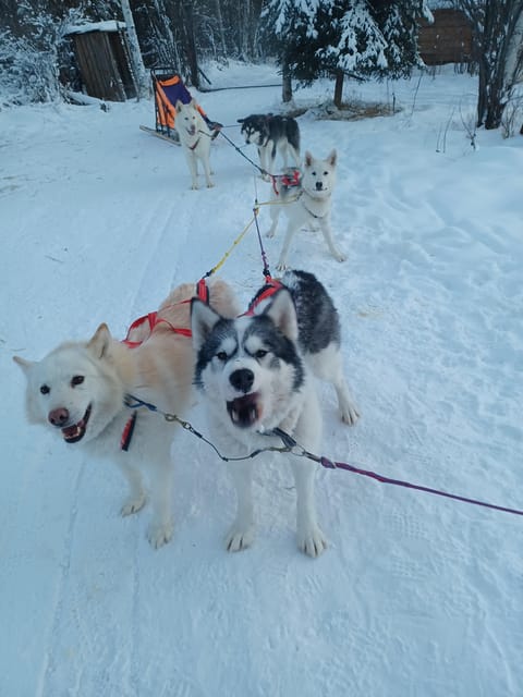 Firewalkers Alaskan Malamutes the State Dog of Alaska - Unique Characteristics of Malamutes