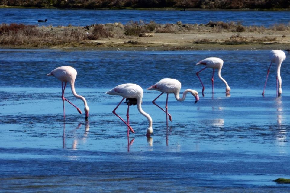 Flamingo-Birdwatching in the Ebro Delta at Sunset - Organic Rice Farm and Lagoon