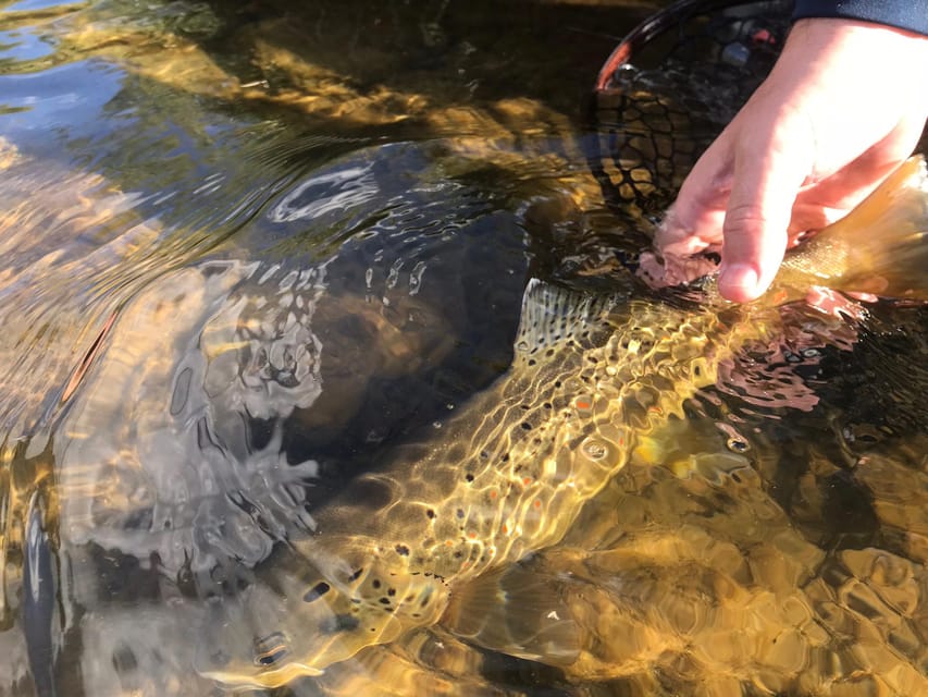 Fly Fish Utah Blue Ribbon Trout Waters - Essential Gear for Beginners