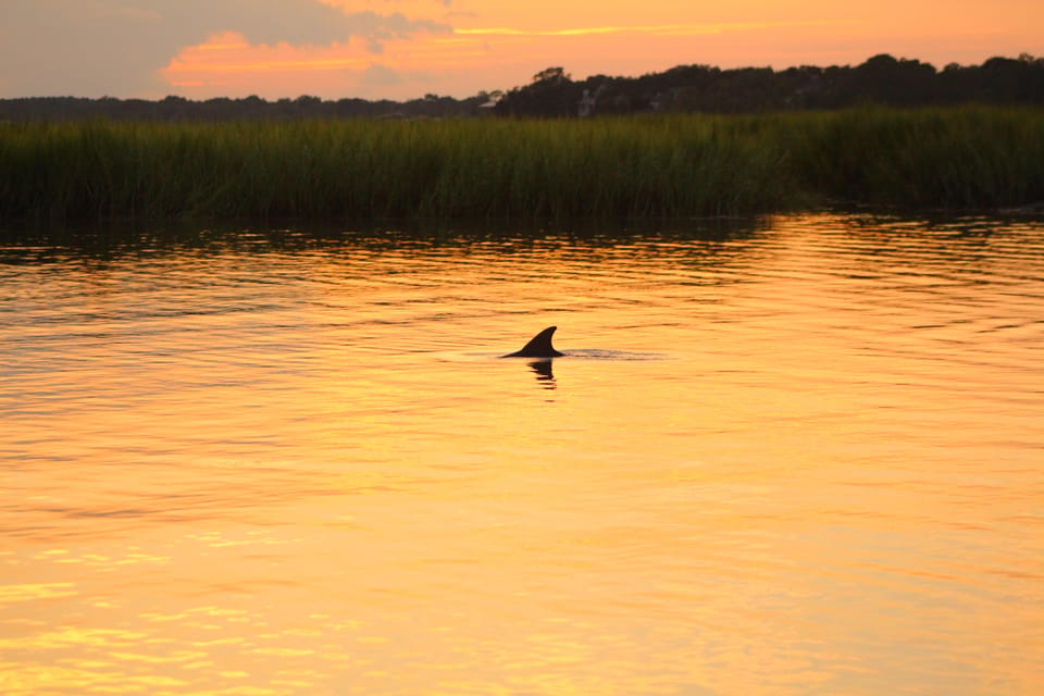 Folly Beach Dolphin Viewing Boat Excursion - Booking Information