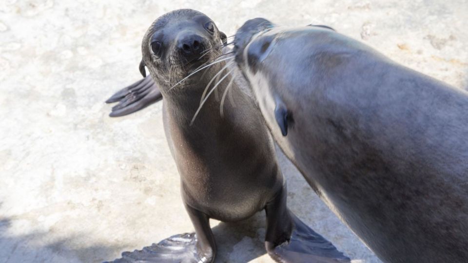 French Riviera: Marineland Entrance Ticket - Popular Animal Shows