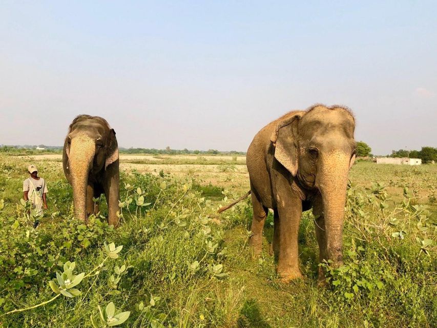 From Agra: Visit to Wildlife SOS Elephant Conservation Trip - What to Expect