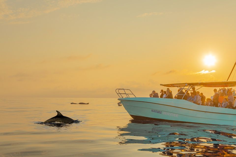 From Alcudia: Sunrise Dolphin Watching Boat Tour - Highlights and Inclusions