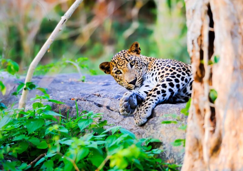 From Anuradhapura: Full-Day Wilpattu National Park Safari - Booking and Cancellation