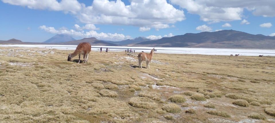 From Arequipa|| Full Day Salinas Lagoon Excursion - Highlights of the Excursion