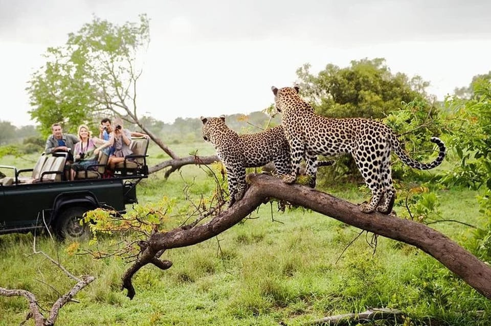 From Arugambay :- Yala National Park Safari Adventure - Wildlife and Exploration Highlights