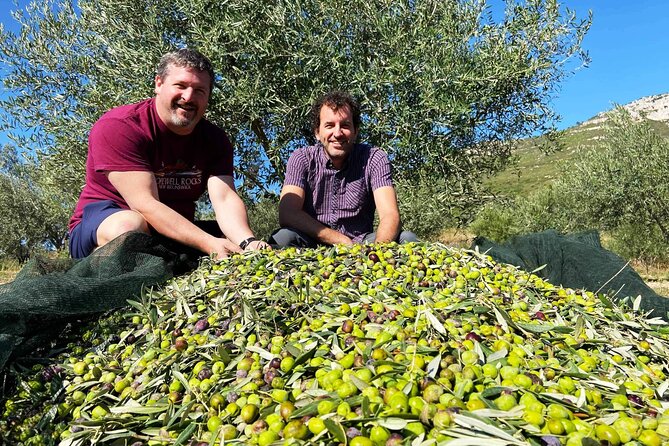 From Athens: Olive Oil Tasting and Olive Grove Experience - Traveler Recommendations