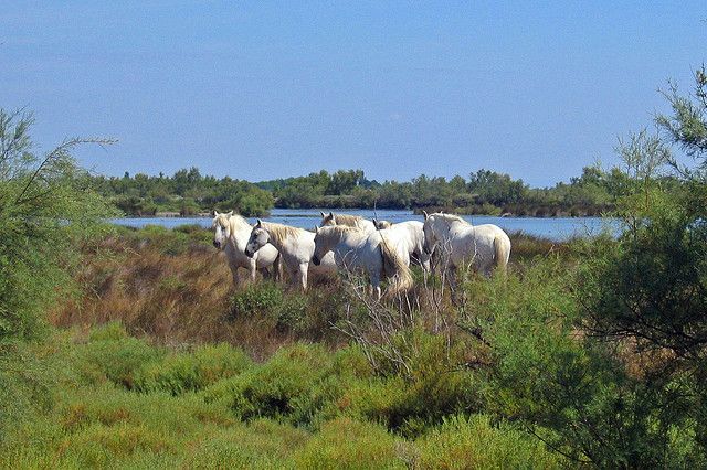 From Avignon: Half-Day Camargue and Saintes-Maries-de-la-Mer - Detailed Itinerary