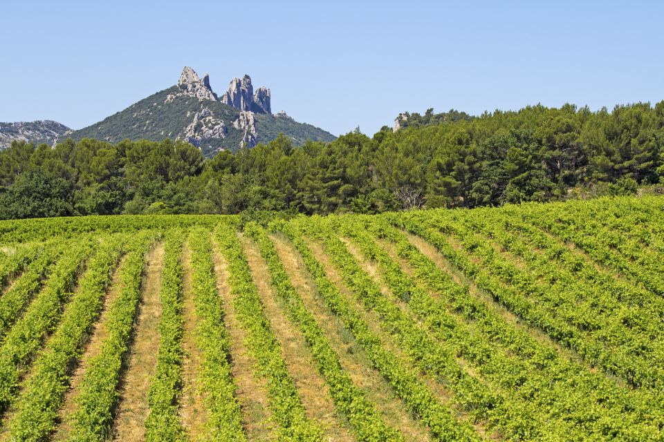 From Avignon: Half-Day Great Vineyards Tour - Itinerary Details