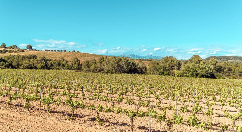 From Barcelona: Montserrat, Organic Winery Private Tour - Gastronomic Experience