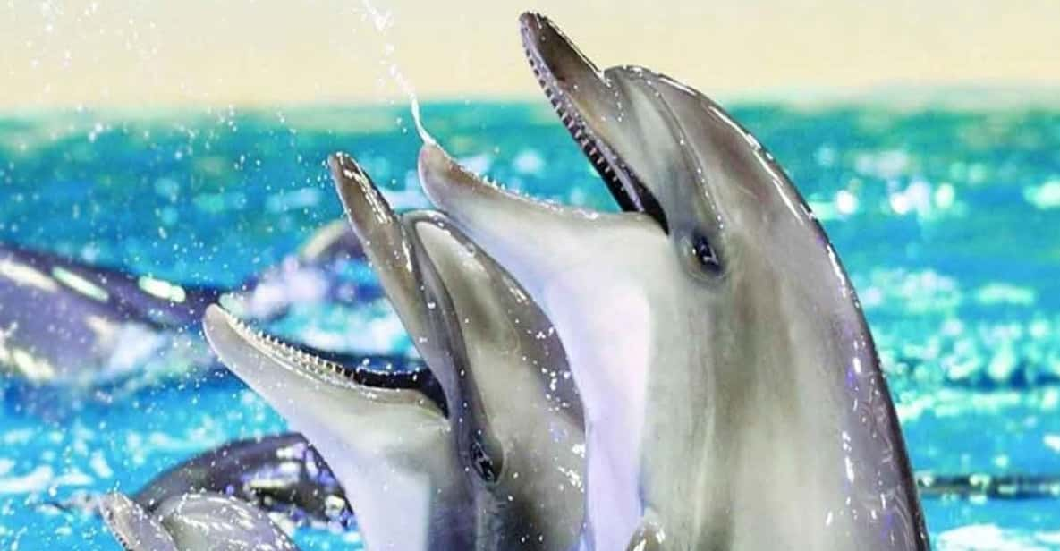 From Belek: Dolphin Show With Transfers - Transportation From Belek