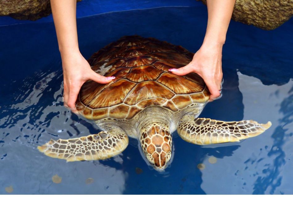 From Bentota: Madu River Safari & Turtle Hatchery Visit - Included Services