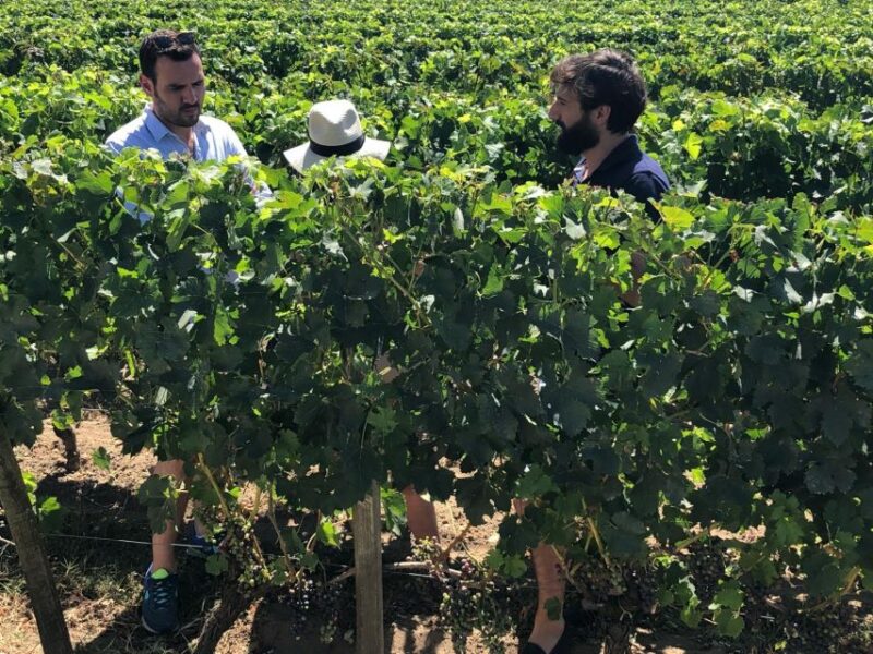 From Bordeaux: Half-Day Saint-Emilion Wine Tour - Inclusions and Exclusions