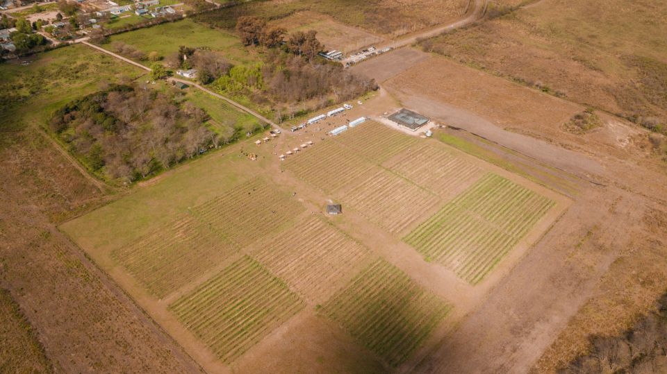 From Buenos Aires: Vineyard Tour With Wine Tasting and Lunch - Unique Vineyard Experience