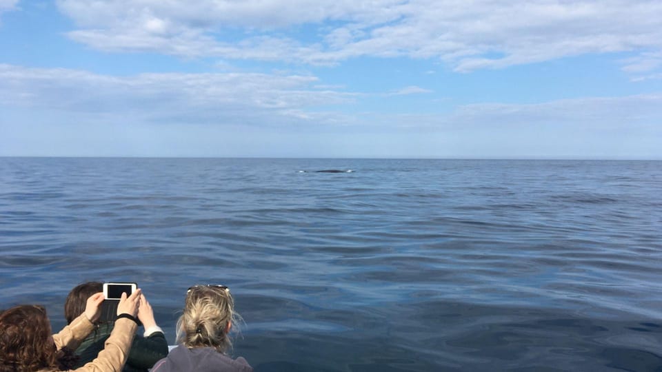 From Cala Gonone: Dolphin & Birdwatching in Orosei Gulf - Boat Details