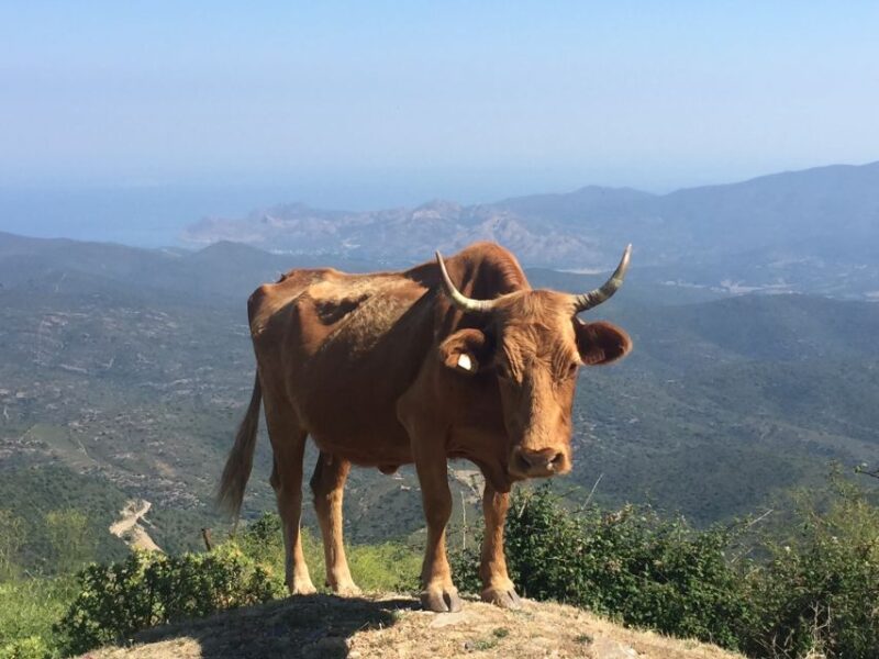 From Calvi: 4x4 Day Tour Mountain & Agriates Saleccia Beach - Inclusions and Exclusions