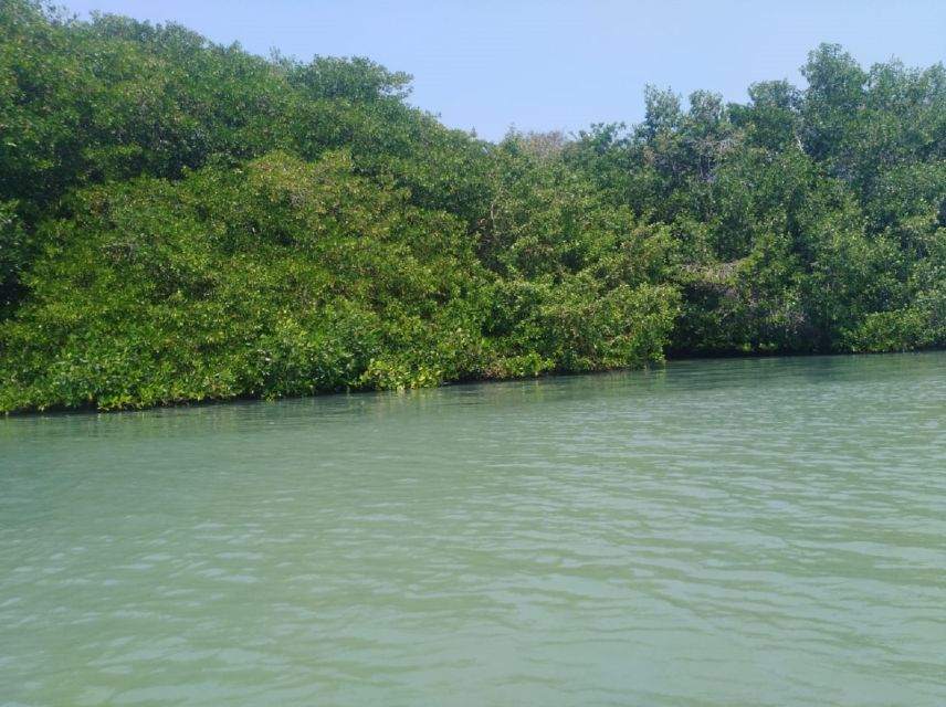 From Cartagena: Mangroves Trip With Lunch - Itinerary Details