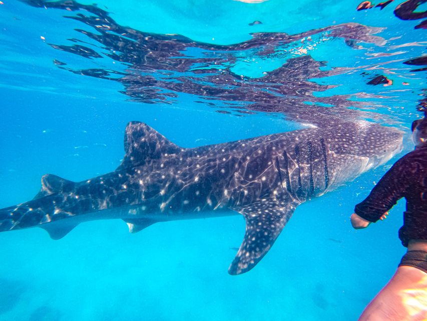 From Cebu: Oslob Whale Shark Snorkeling and Canyoning Tour - Whale Shark Experience