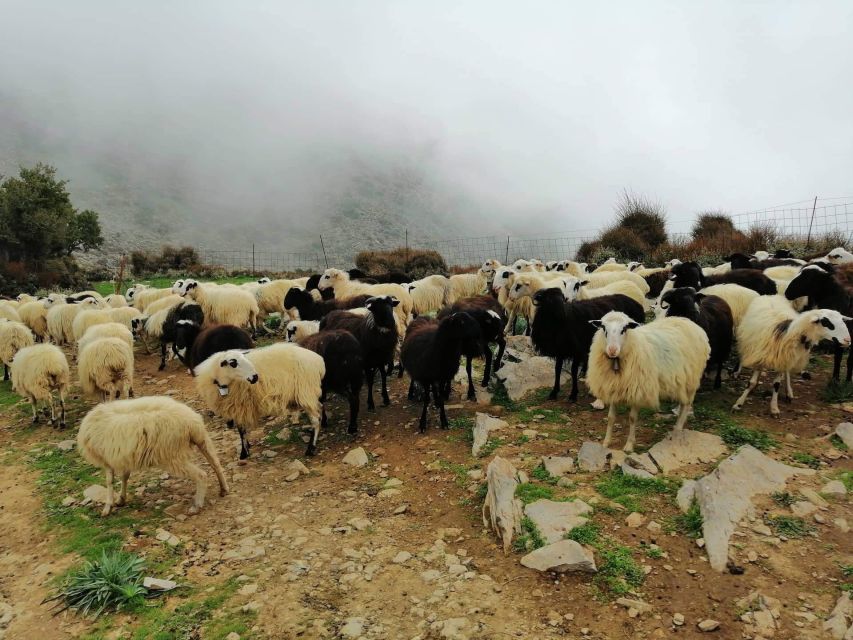 From Chania: White Mountains Land Rover Safari - Inclusions