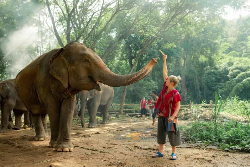 From Chiang Mai: Kerchor Eco Elephant Park Tour - Inclusions and Accessibility