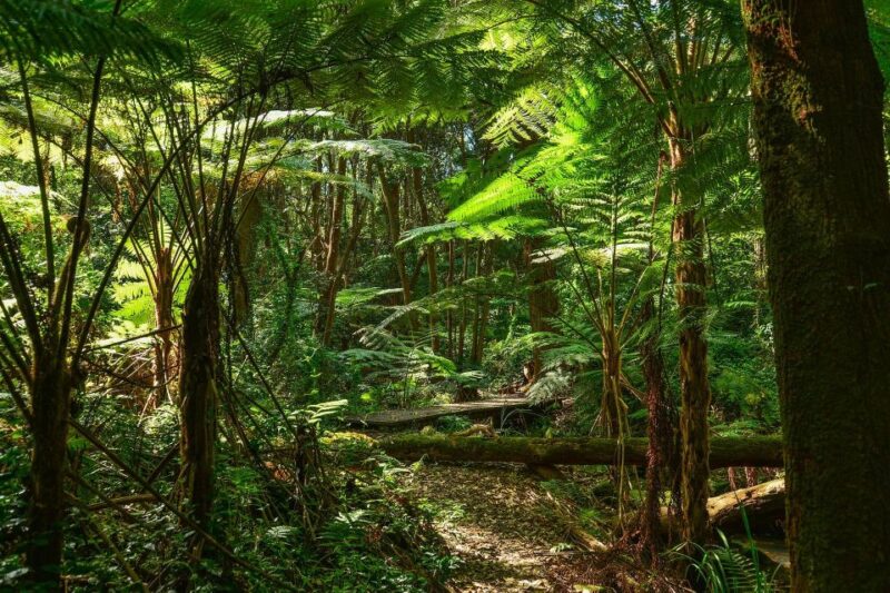 From Colombo-Negombo-Bentota-Kalutara: Sinharaja Hike - Experience Highlights