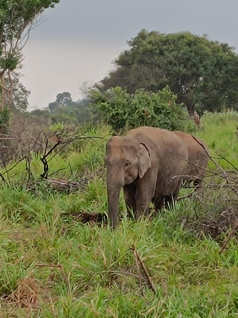 From Colombo: Udawalawe National Park Safari With Lunch - Transportation to Udawalawe