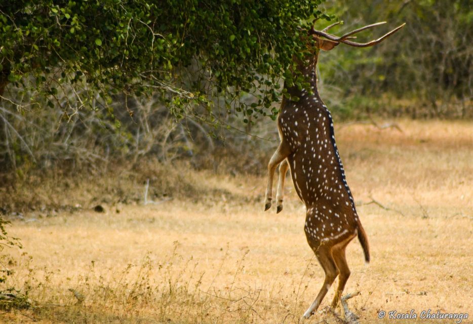 From Colombo : Yala National Park Safari Tour - Wildlife Experience