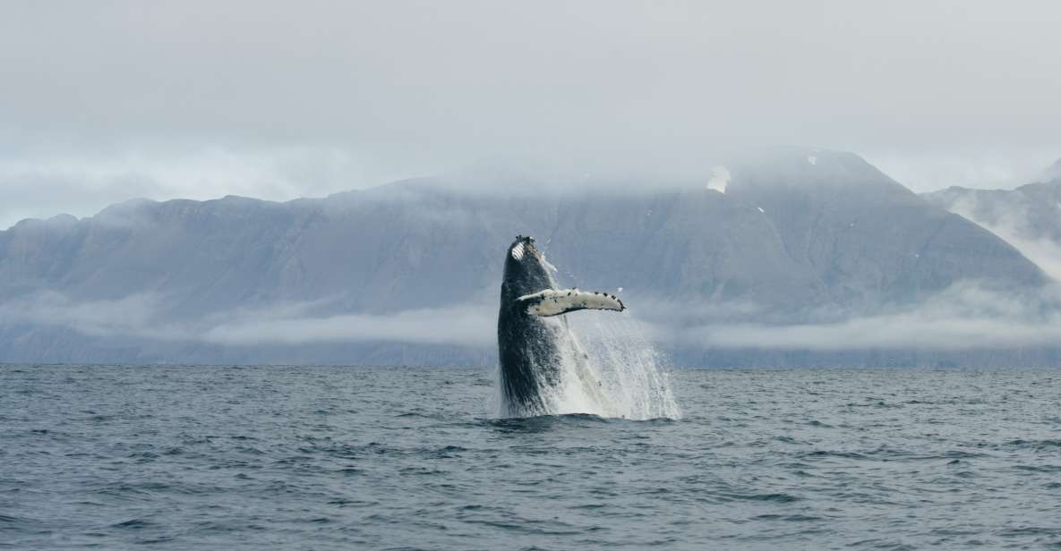 From Dalvik: Arctic Whale Watching in Northern Iceland - Experience Highlights