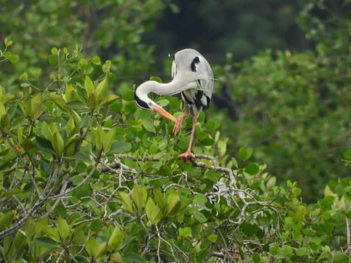 From Desaru: Lebam River Kayak Trip - Wildlife and Nature Exploration