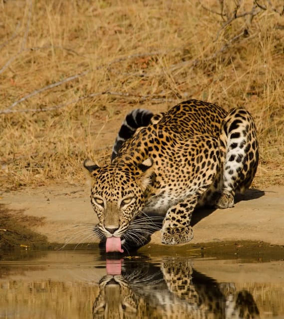 From Ella : Yala National Park Leopard Safari Tour by 4*4 - Itinerary and Transportation