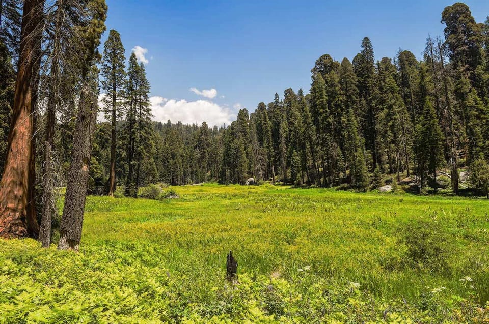 From Fresno: Sequoia National Park Tour W/ Transfer & Lunch - Inclusions and Amenities